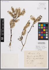 Foto von Salix caprea L.
